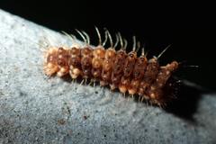 Trypanophora semihyalina