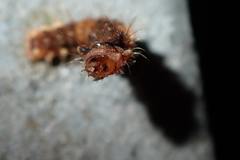 Trypanophora semihyalina