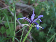 Iris sintenisii
