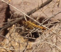 Erythrodiplax corallina