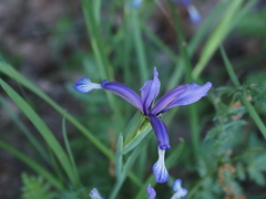 Iris sintenisii