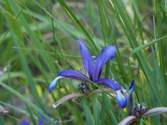 Iris sintenisii