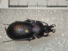 Carabus victor victor