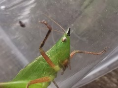 Ruspolia macroxiphus