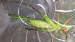 Ruspolia macroxiphus