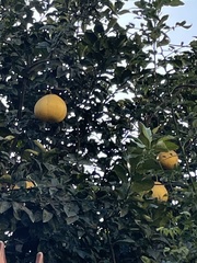 Citrus maxima