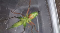 Ruspolia macroxiphus