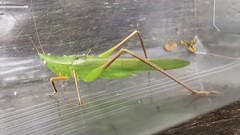 Ruspolia macroxiphus