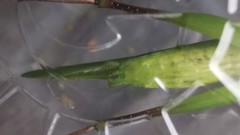 Ruspolia macroxiphus