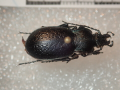 Carabus victor victor