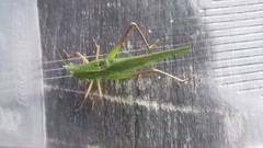 Ruspolia macroxiphus