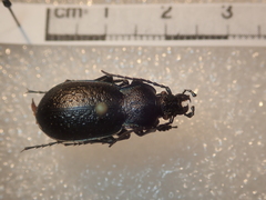 Carabus victor victor