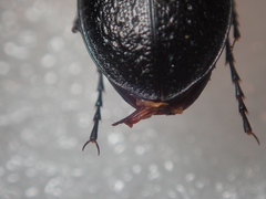 Carabus victor victor