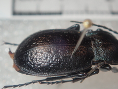 Carabus victor victor