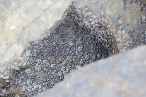 Chthamalidae