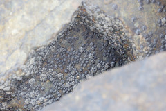 Chthamalus antennatus