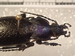 Carabus victor victor