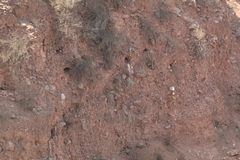 Cyanoliseus patagonus