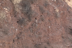 Cyanoliseus patagonus