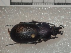 Carabus victor victor