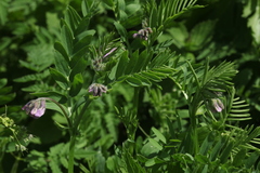 Vicia sosnowskyi