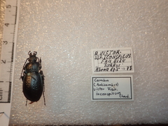 Carabus victor victor
