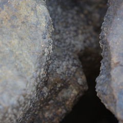 Chthamalus antennatus