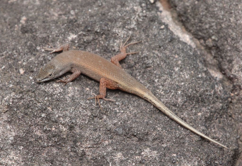 Bronze Rock Skink