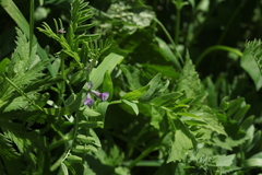 Vicia sosnowskyi