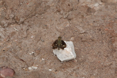 Platylesches moritili