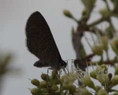 Pseudonacaduba sichela sichela