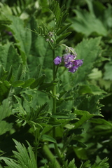 Vicia sosnowskyi