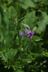Vicia sosnowskyi