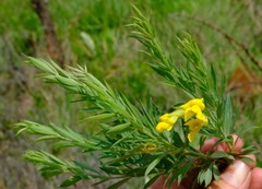 Pearsonia aristata
