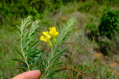 Pearsonia aristata