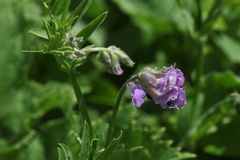 Vicia sosnowskyi