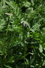 Vicia sosnowskyi