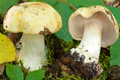Cortinarius osmophorus