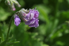 Vicia sosnowskyi