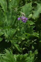 Vicia sosnowskyi