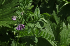 Vicia sosnowskyi