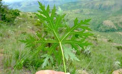 Dracosciadium italae