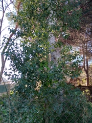 Brachychiton populneus