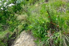 Dracosciadium italae