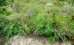 Dracosciadium italae
