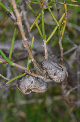 Hakea rugosa