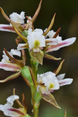 Prasophyllum odoratum