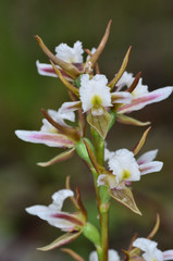 Prasophyllum odoratum