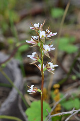 Prasophyllum odoratum