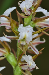 Prasophyllum odoratum